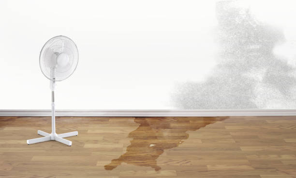 Best Water damage cleanup near me  in Jesup, GA