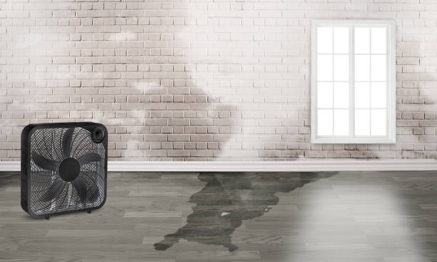 Best Ceiling water damage repair  in Jesup, GA